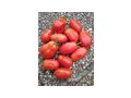 San Marzano Bio Tomatensamen samenfest - Pflanzen - Bild 2