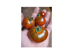 Revilla Bio Tomatensamen samenfest - Pflanzen - Bild 1