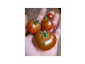 Revilla Bio Tomatensamen samenfest - Pflanzen - Bild 1
