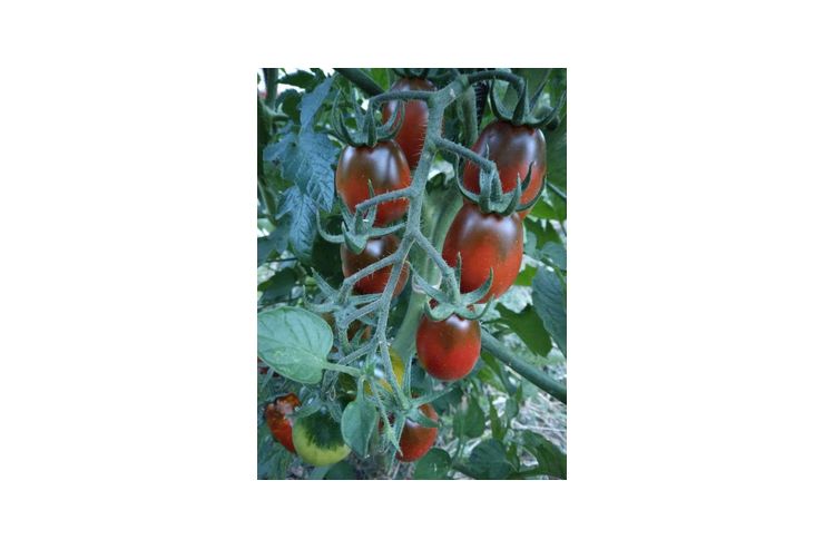 Black Plum Bio Tomatensamen - Pflanzen - Bild 1