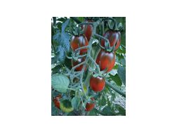 Black Plum Bio Tomatensamen - Pflanzen - Bild 1