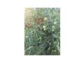 Black Plum Bio Tomatensamen - Pflanzen - Bild 5