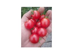 Red Robin Tomatensamen Bio Balkontomate - Pflanzen - Bild 1