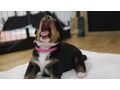 Swissydog BernerAppenzeller Sennenhund welpen - Mischlingshunde - Bild 4