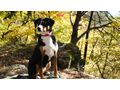 Swissydog BernerAppenzeller Sennenhund welpen - Mischlingshunde - Bild 7