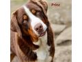 Swissydog BernerAppenzeller Sennenhund welpen - Mischlingshunde - Bild 8