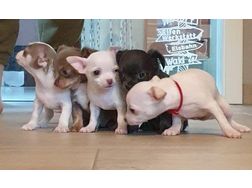 Mini Chihuahua Welpen - Rassehunde - Bild 1