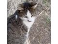 Kater LUCKY - Mischlingskatzen - Bild 1