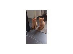 Zwei Rote Baby Katzen vergeben - Mischlingskatzen - Bild 1