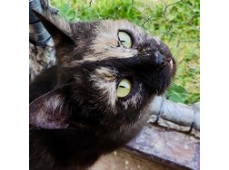Tricolor Katze BOO - Mischlingskatzen - Bild 1