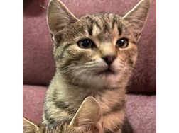 Babykater OSKAR - Mischlingskatzen - Bild 1