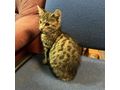 Babykatze AMY - Mischlingskatzen - Bild 4