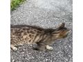 Babykatze AMY - Mischlingskatzen - Bild 5