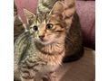 Babykatze LUCY - Mischlingskatzen - Bild 2
