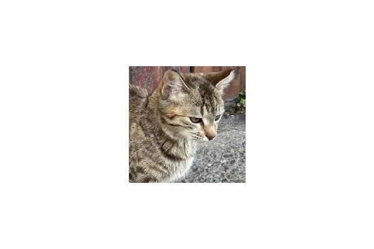 Babykatze BELLA - Mischlingskatzen - Bild 1