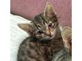 Babykatze BELLA - Mischlingskatzen - Bild 4