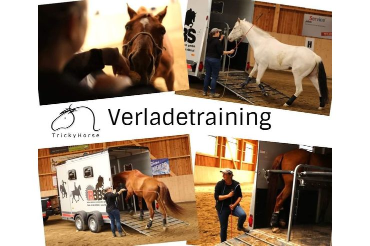 Verladetraining Pferde Hngertraining - Sport - Bild 1