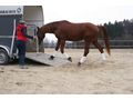 Verladetraining Pferde Hngertraining - Sport - Bild 18