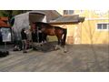 Verladetraining Pferde Hngertraining - Sport - Bild 3