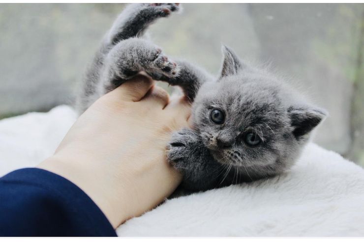 Britisch Kurzhaar Kitten Stammbaum - Rassekatzen - Bild 1