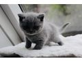 Britisch Kurzhaar Kitten Stammbaum - Rassekatzen - Bild 2