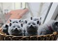 Britisch Kurzhaar Kitten Stammbaum - Rassekatzen - Bild 3