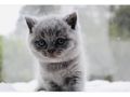 Britisch Kurzhaar Kitten Stammbaum - Rassekatzen - Bild 4