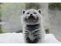 Britisch Kurzhaar Kitten Stammbaum - Rassekatzen - Bild 5