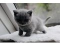Britisch Kurzhaar Kitten Stammbaum - Rassekatzen - Bild 6