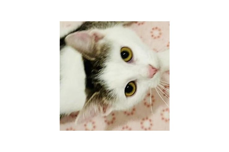 Babykatze BISSI - Mischlingskatzen - Bild 1