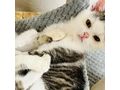 Babykatze BISSI - Mischlingskatzen - Bild 2
