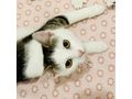 Babykatze BISSI - Mischlingskatzen - Bild 3
