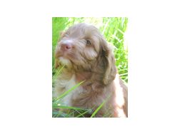 Langjhrige Hybridzucht TOLLERDOODLE Welpen - Mischlingshunde - Bild 1