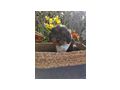 Langjhrige Hybridzucht Cavapoo Welpen - Mischlingshunde - Bild 4