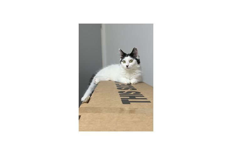 Katzen Mila Whisky - Mischlingskatzen - Bild 1