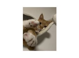 Katzen Mila Whisky - Mischlingskatzen - Bild 1
