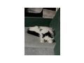 Katzen Mila Whisky - Mischlingskatzen - Bild 5