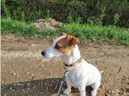 kleinbleibender Jack Russel Terrier - Rassehunde - Bild 1