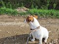 kleinbleibender Jack Russel Terrier - Rassehunde - Bild 2