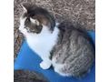 Katze LUCY - Mischlingskatzen - Bild 2