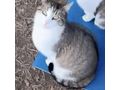 Katze LUCY - Mischlingskatzen - Bild 3