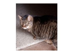 SCHNURLI - Mischlingskatzen - Bild 1