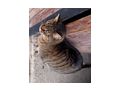 SCHNURLI - Mischlingskatzen - Bild 2
