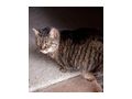 SCHNURLI - Mischlingskatzen - Bild 4