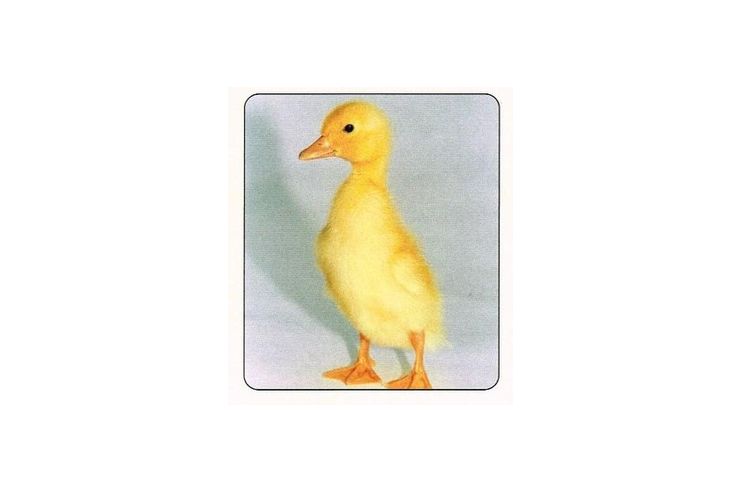 Enten Kken - Enten & Gnse - Bild 1