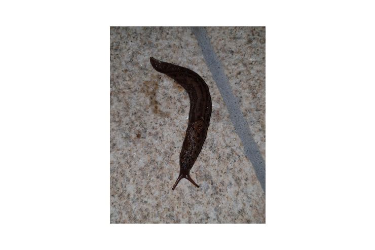 5 Tigerschnegel gro - Muscheln & Schnecken - Bild 1