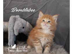 Maine Coon Kitten Stammbaum - Rassekatzen - Bild 1