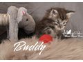 Maine Coon Kitten Stammbaum - Rassekatzen - Bild 11