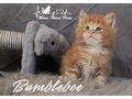 Maine Coon Kitten Stammbaum - Rassekatzen - Bild 2