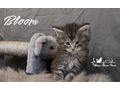 Maine Coon Kitten Stammbaum - Rassekatzen - Bild 3
